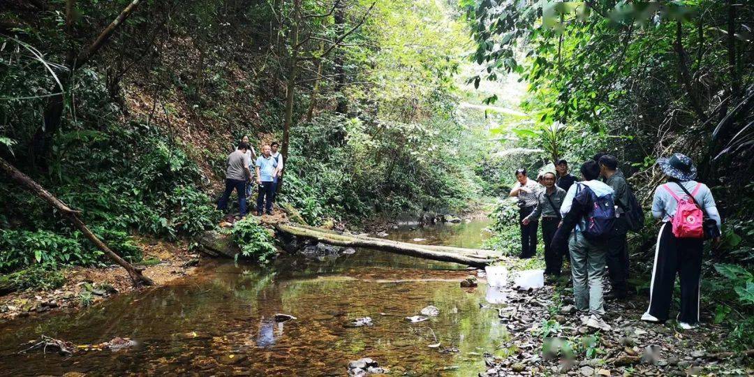 自然科学研究新篇章 瑶山鳄蜥第二次科学放归活动在广西大桂山圆满落幕